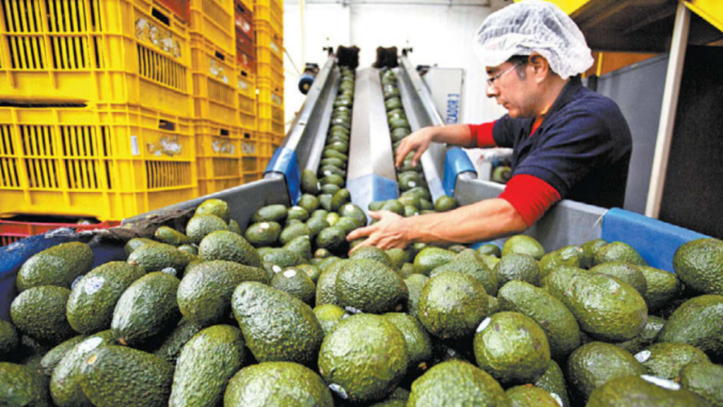 Exportación de aguacate mexicano alcanzará 110 mil toneladas para el Super Bowl 2025.