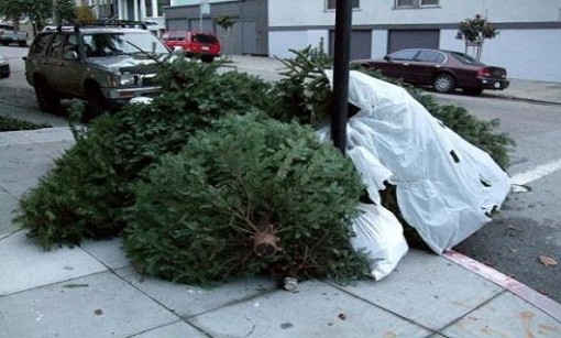 centros-recolección-reciclaje-pinos-de-navidad-monterrey