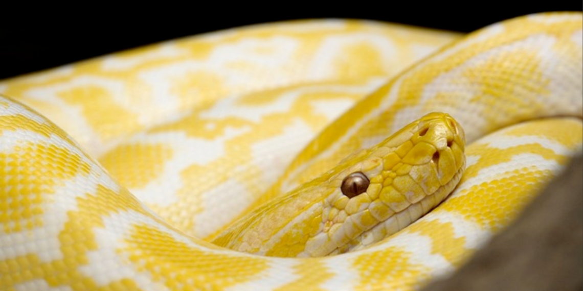 víbora-Protección-Civil-Zuazua-cajuela-2-metros