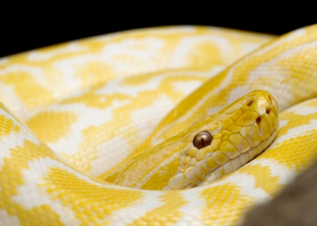 víbora-Protección-Civil-Zuazua-cajuela-2-metros