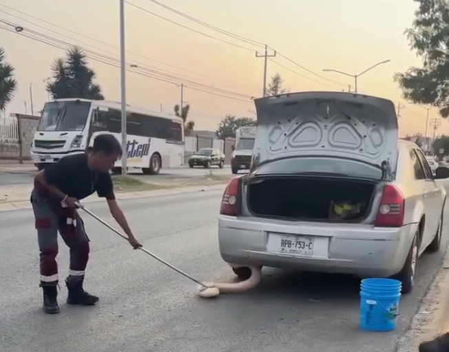 víbora-Protección-Civil-Zuazua-cajuela-2-metros