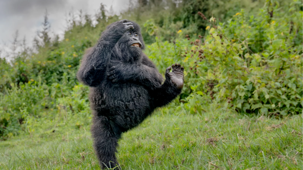 Nikon-Comedy-Wildlife-2025-Nikon-vida-silvestre-fotos-de-animales-concurso-fotografía-divertido