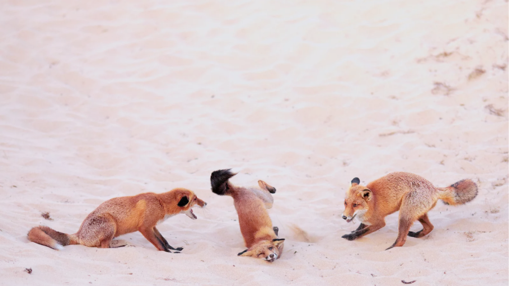 Nikon-Comedy-Wildlife-2025-Nikon-vida-silvestre-fotos-de-animales-concurso-fotografía-divertido-Paula-Rustemeier