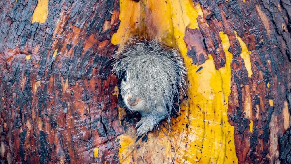 Nikon-Comedy-Wildlife-2025-Nikon-vida-silvestre-fotos-de-animales-concurso-fotografía-divertido