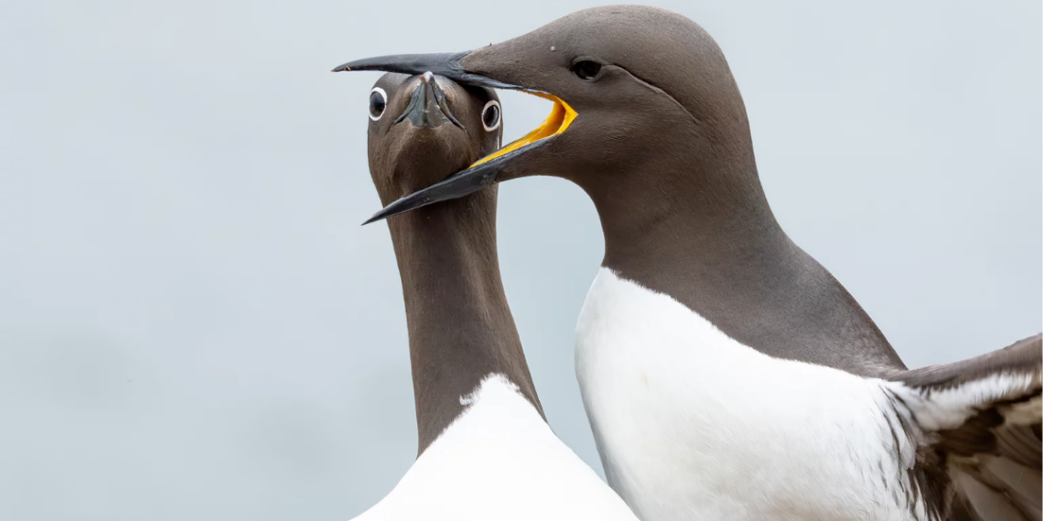 Nikon-Comedy-Wildlife-2025-Nikon-vida-silvestre-fotos-de-animales-concurso-fotografía-divertido