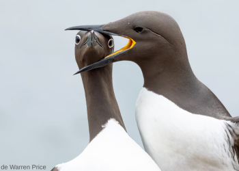 Nikon-Comedy-Wildlife-2025-Nikon-vida-silvestre-fotos-de-animales-concurso-fotografía-divertido