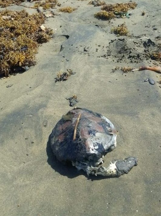 derrame-de-petróleo-en-el-golfo-de-méxico-está-diezmando-la-fauna-local-como-las-tortugas-marinas 
